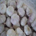 2016 Nueva Llegada Fresh Normal White Garlic Hot Sale